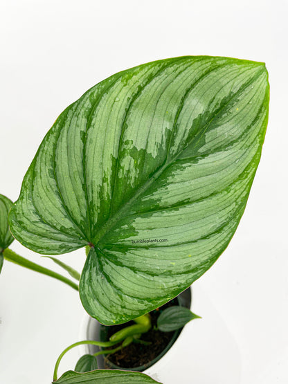 Philodendron Mamei 'Silver Cloud' by Bumble Plants