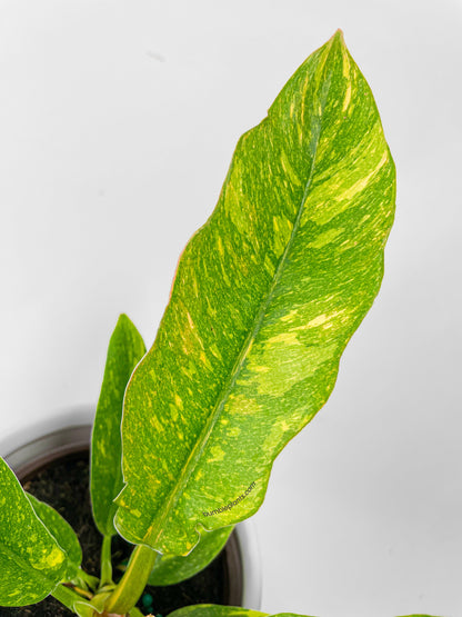 Variegated Philodendron Ring of Fire by Bumble Plants