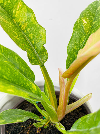 Variegated Philodendron Ring of Fire by Bumble Plants