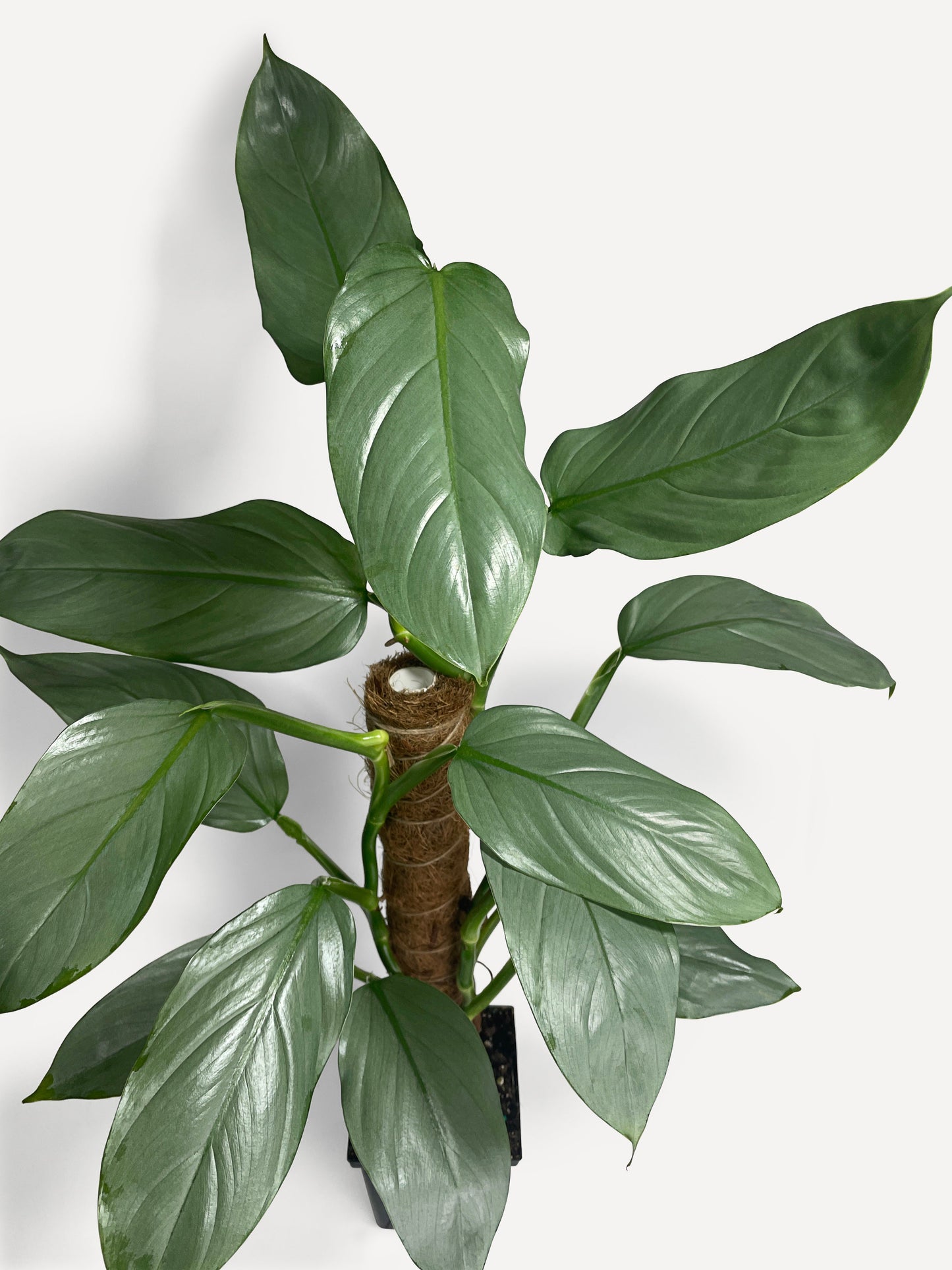 Philodendron Silver Sword 'Philodendron Hastatum' by Bumble Plants