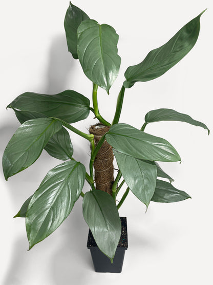 Philodendron Silver Sword 'Philodendron Hastatum' by Bumble Plants