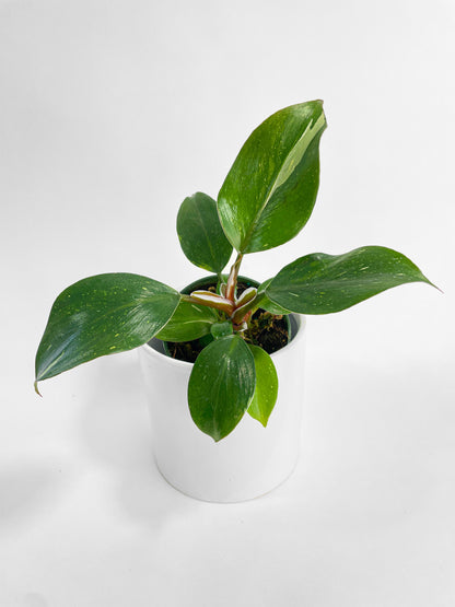 Philodendron White Princess by Bumble Plants