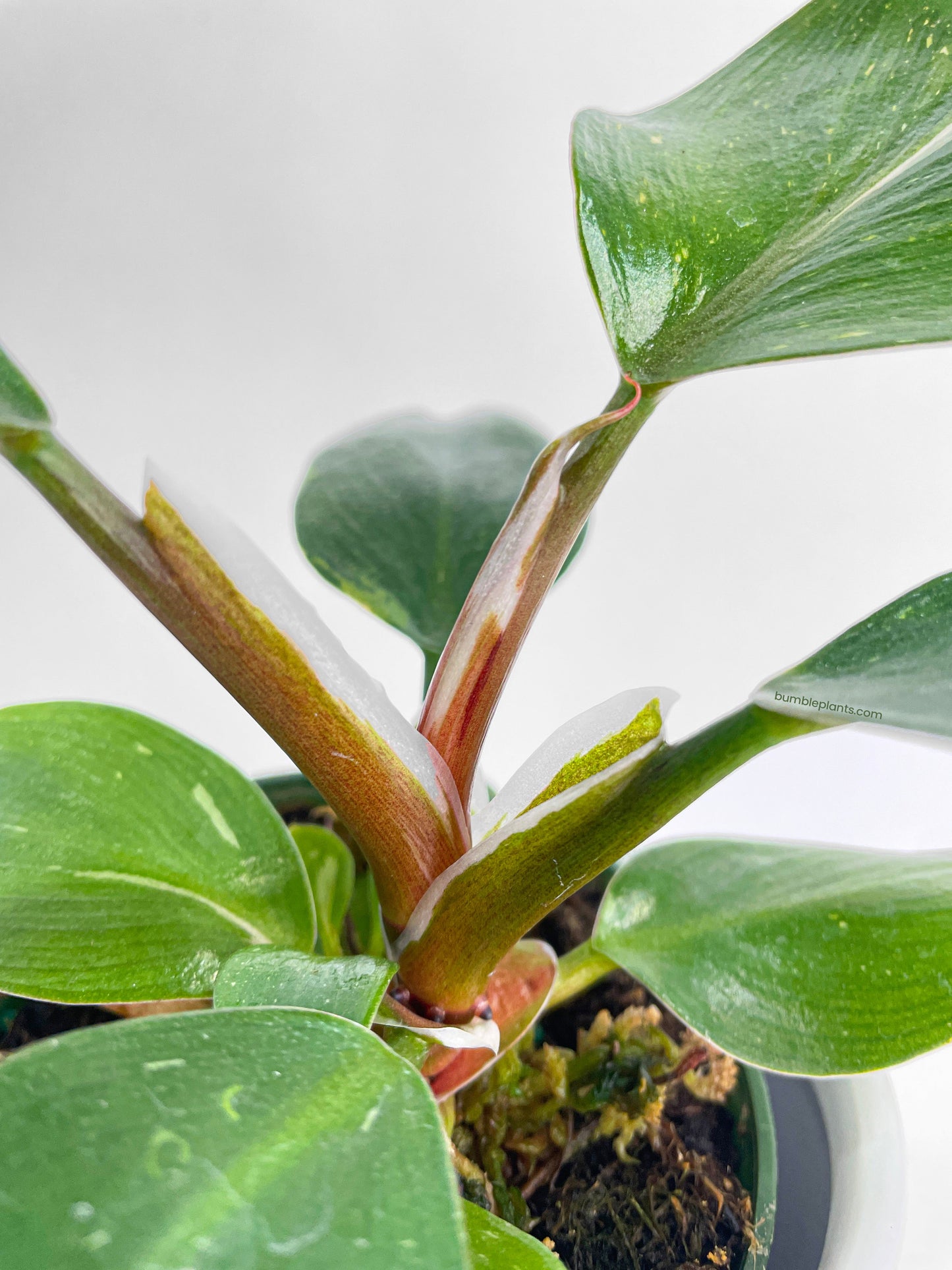 Philodendron White Princess by Bumble Plants