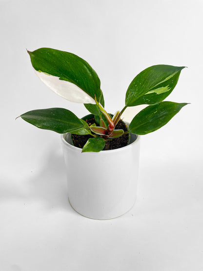 Philodendron White Princess by Bumble Plants