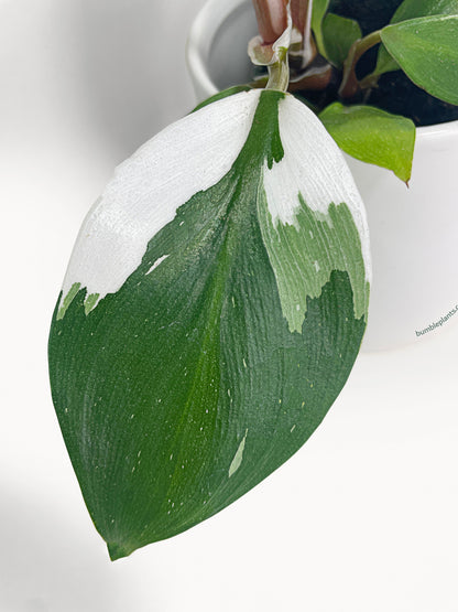 Philodendron White Knight Variegata by Bumble Plants