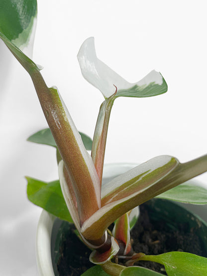 Philodendron White Knight Variegata by Bumble Plants