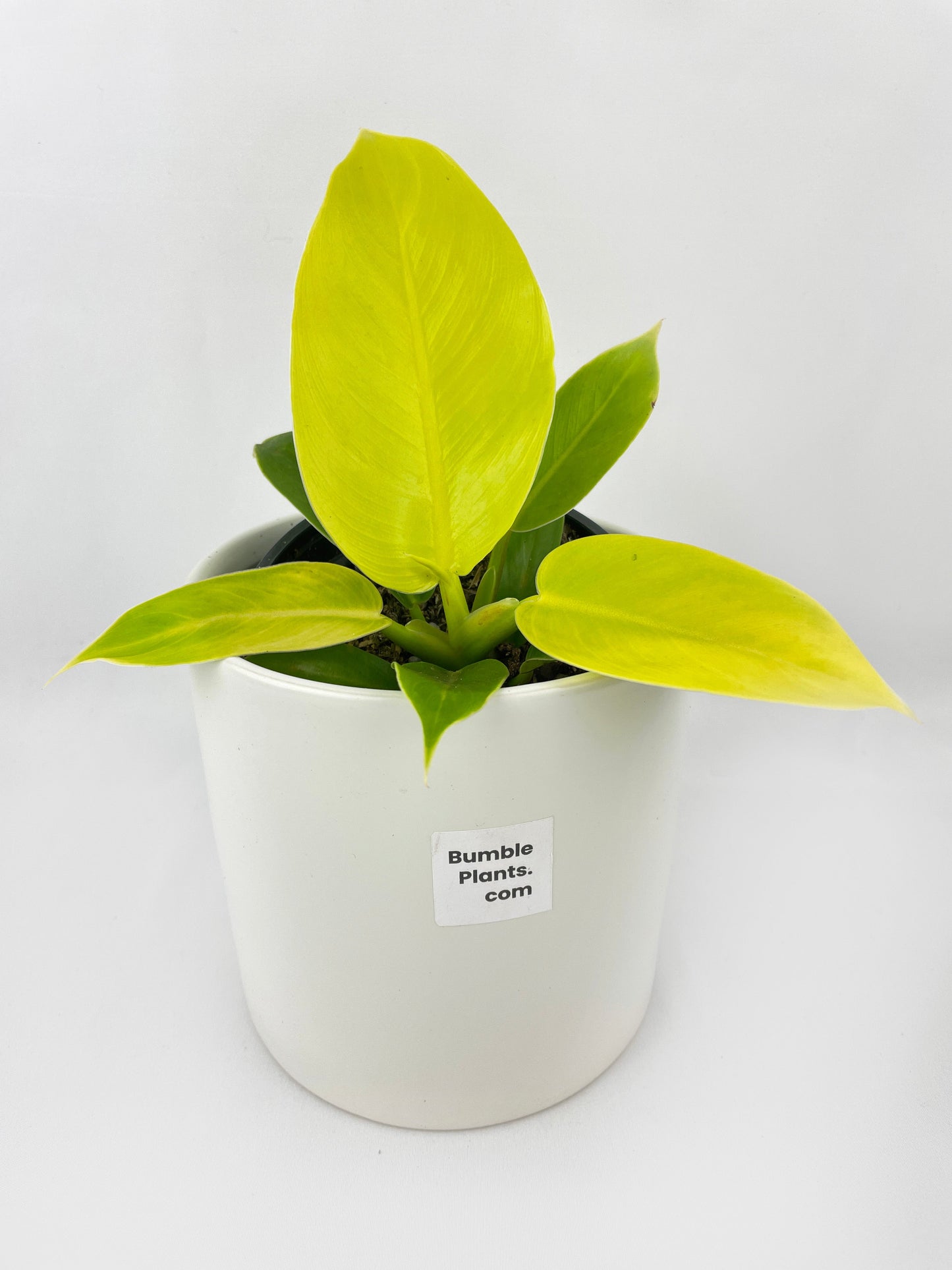 Philodendron Moonlight Lemon Lime Hybrid by Bumble Plants