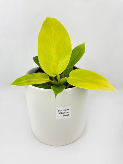 Philodendron Moonlight Lemon Lime Hybrid by Bumble Plants