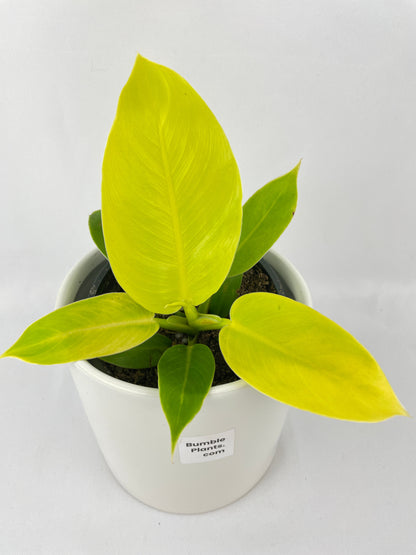 Philodendron Moonlight Lemon Lime Hybrid by Bumble Plants