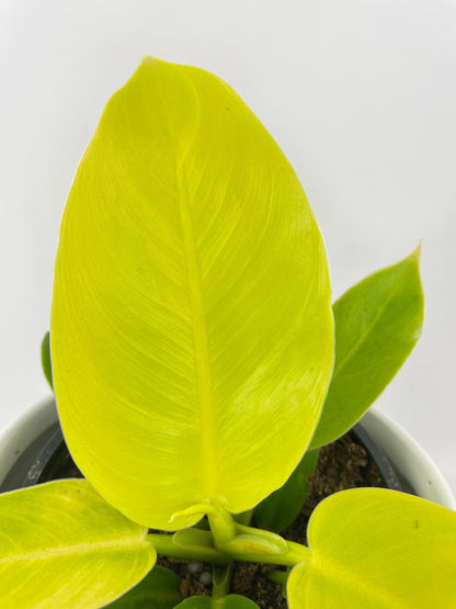 Philodendron Moonlight Lemon Lime Hybrid by Bumble Plants