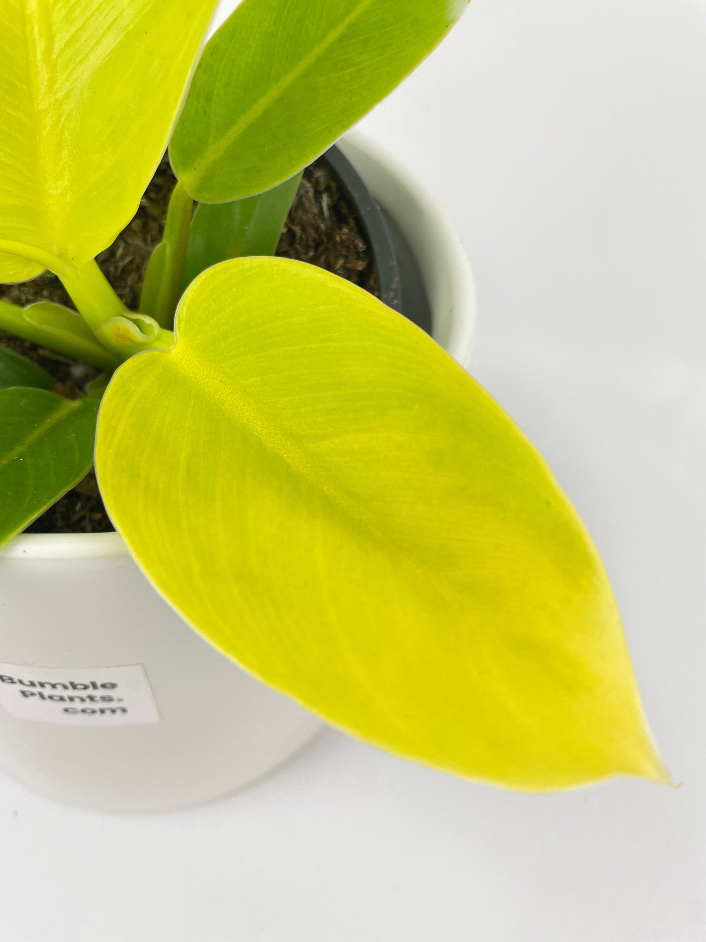 Philodendron Moonlight Lemon Lime Hybrid by Bumble Plants