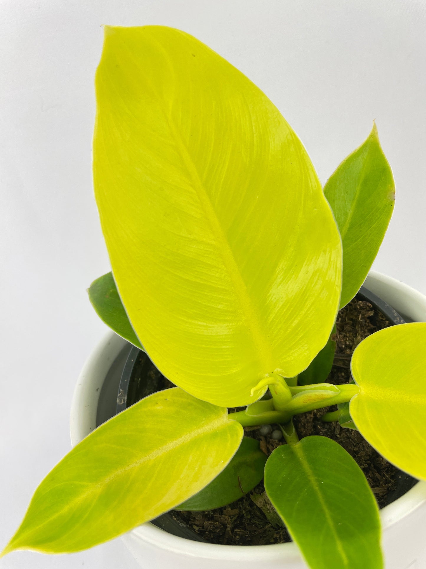 Philodendron Moonlight Lemon Lime Hybrid by Bumble Plants