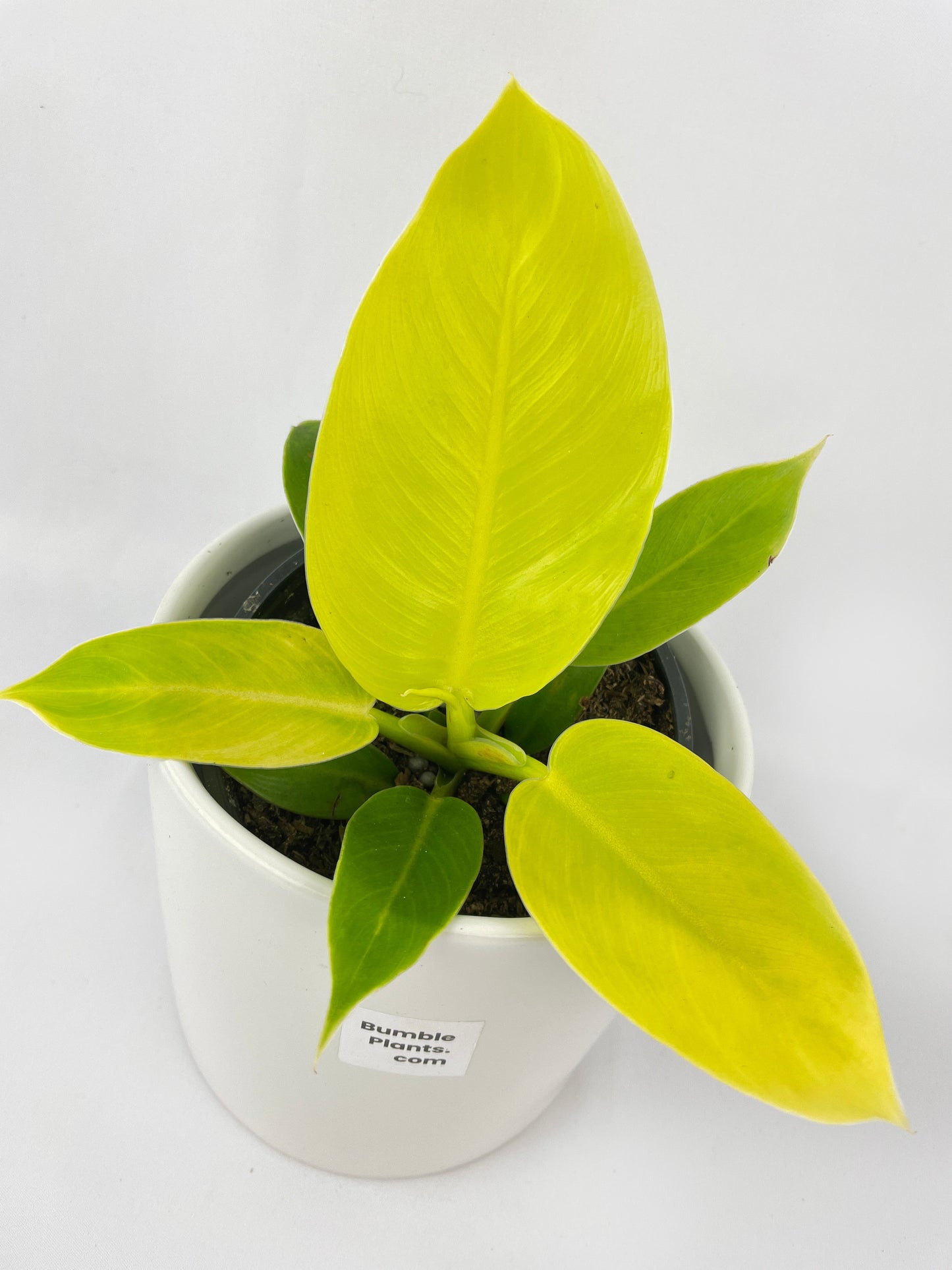 Philodendron Moonlight Lemon Lime Hybrid by Bumble Plants