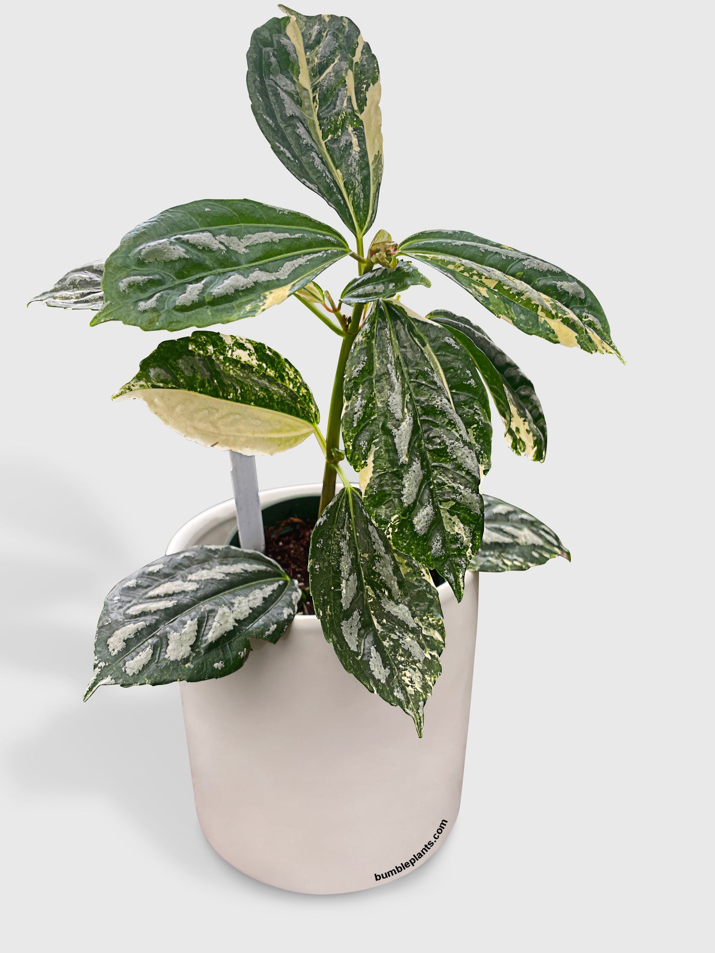 Variegated Pilea Cadierei Aluminium by Bumble Plants