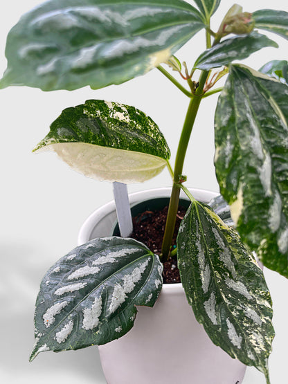 Variegated Pilea Cadierei Aluminium by Bumble Plants