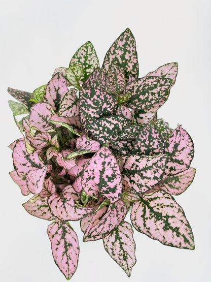 Pink Polka Dot Plant (Hypoestes Phyllostachya) by Bumble Plants