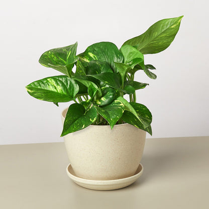 Pothos 'Golden'