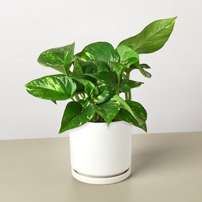 Pothos 'Golden'