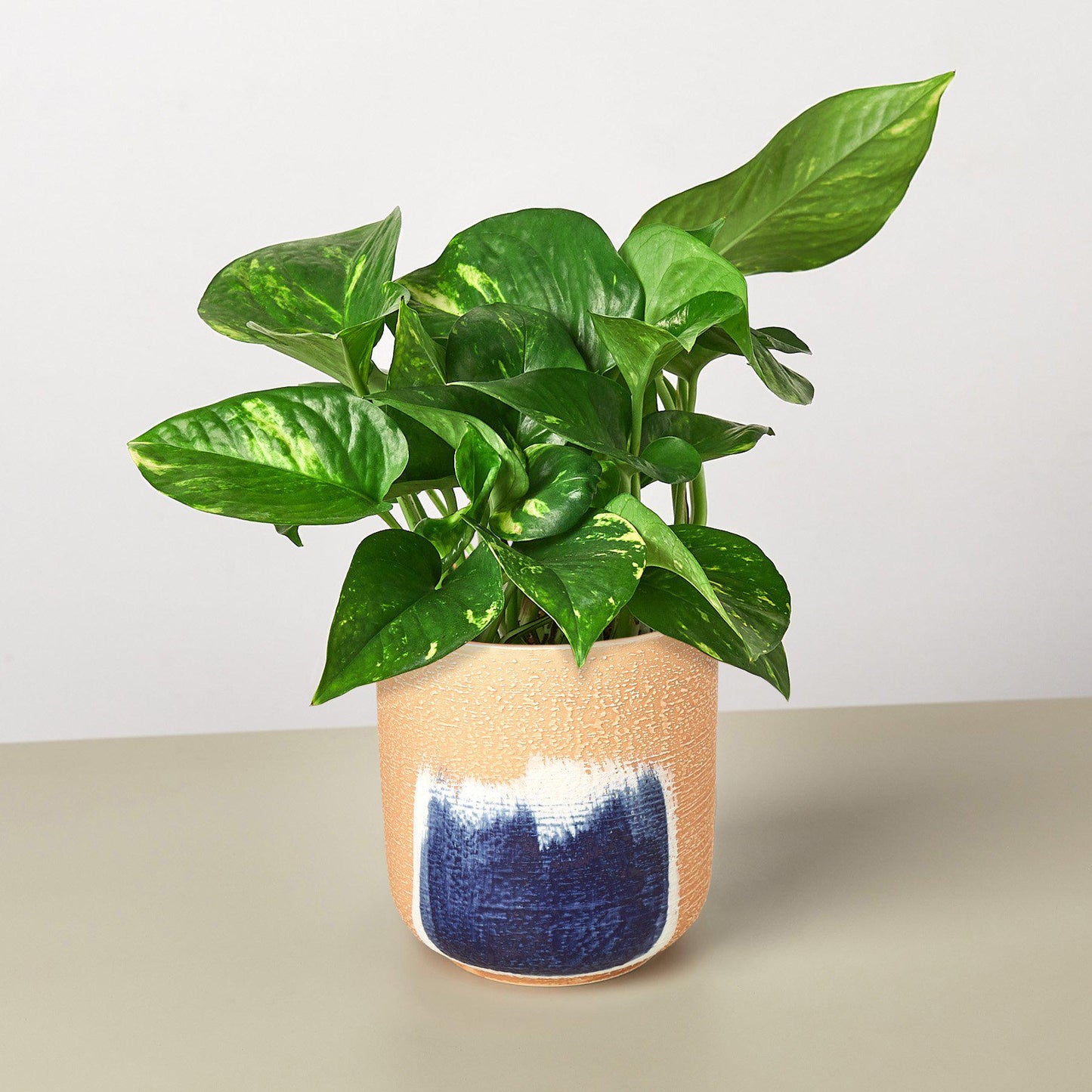 Pothos 'Golden'