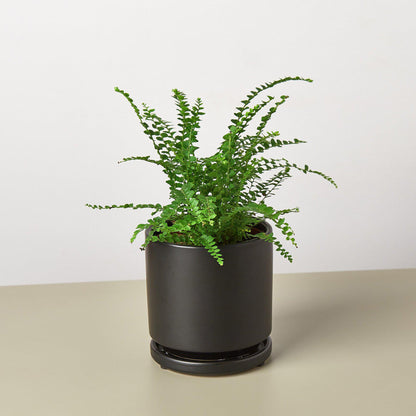 Lemon Button Fern