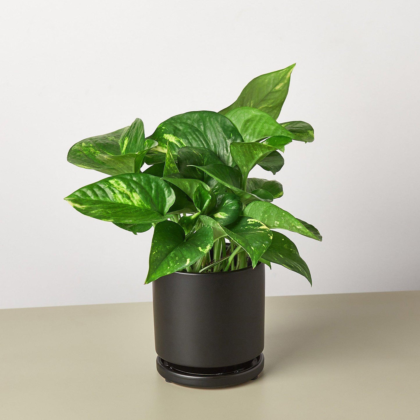 Pothos 'Golden'