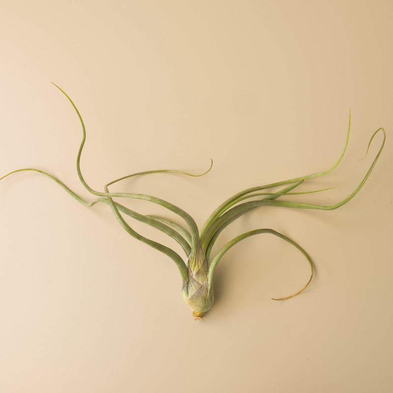 Tillandsia Air Plant Pseudobaileyi