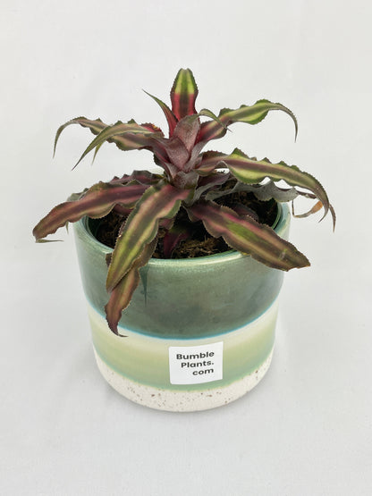 Red Star Bromeliad Cryptanthus Bivittatus by Bumble Plants