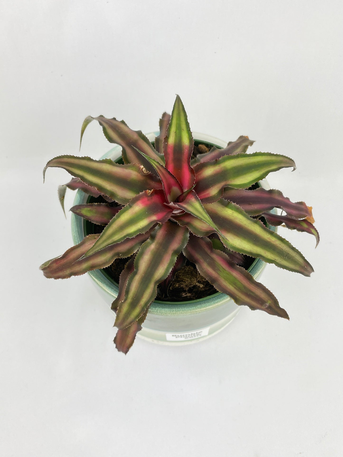 Red Star Bromeliad Cryptanthus Bivittatus by Bumble Plants