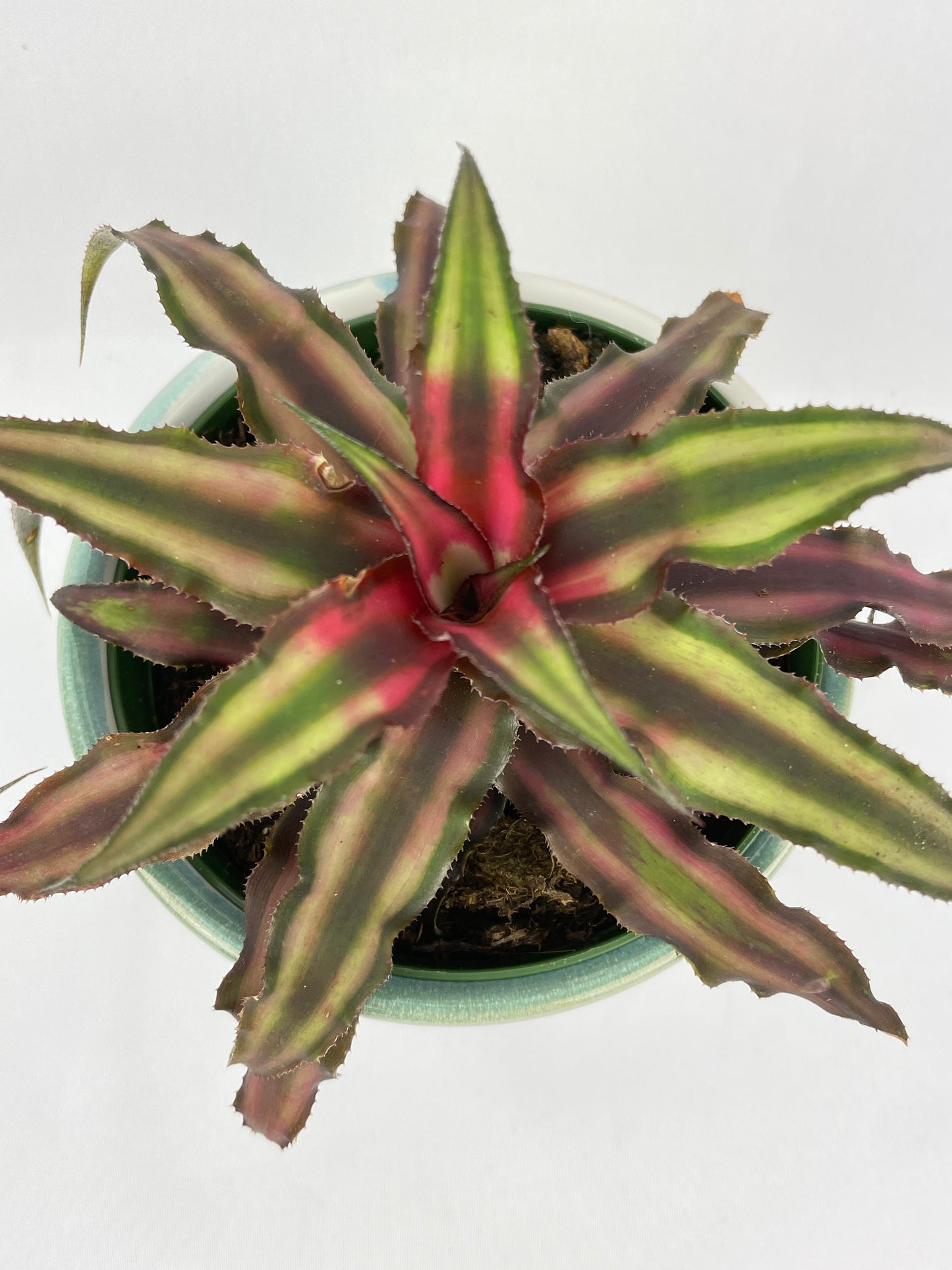 Red Star Bromeliad Cryptanthus Bivittatus by Bumble Plants