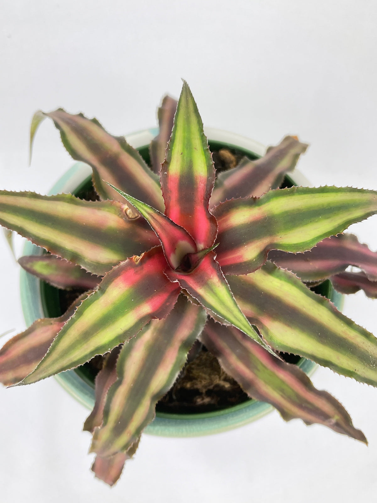 Red Star Bromeliad Cryptanthus Bivittatus by Bumble Plants