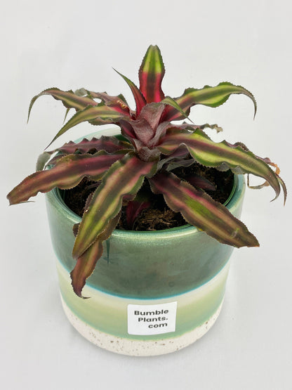 Red Star Bromeliad Cryptanthus Bivittatus by Bumble Plants