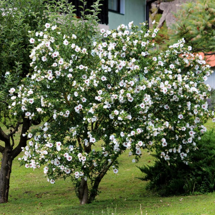 Rose of Sharon Red Heart | Shop Shrubs by Growing Home Farms