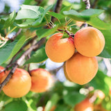 Royal Blenheim Apricot Tree