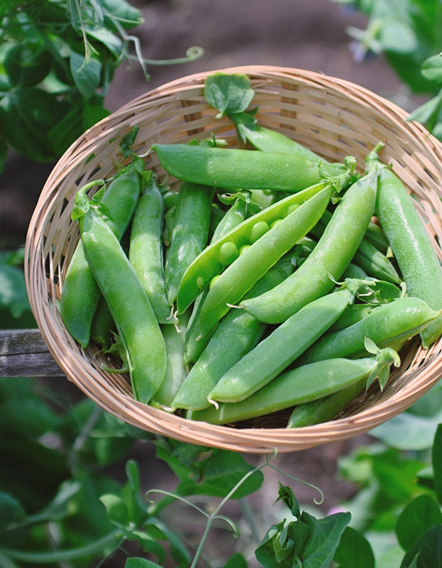 Organic Cascadia Snap Pea Seeds