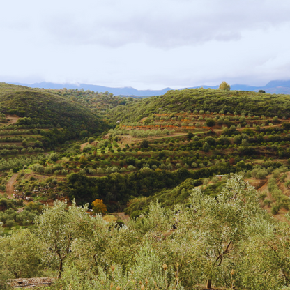 SIMPLi Olive Oil Blend