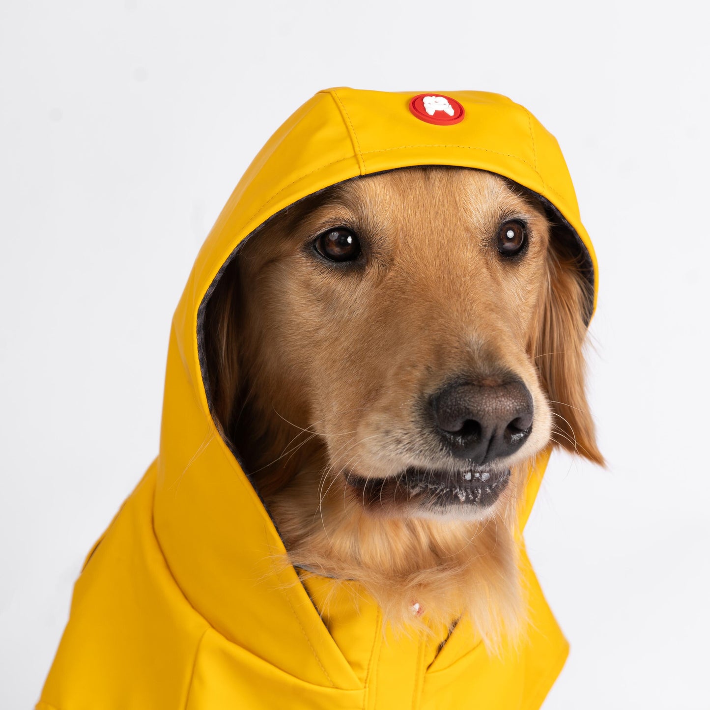 Aden 2.0 Dog Raincoat Yellow