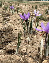 La Mancha D.O.P. Spanish Saffron 1g Glass Bottle, Certified Organic