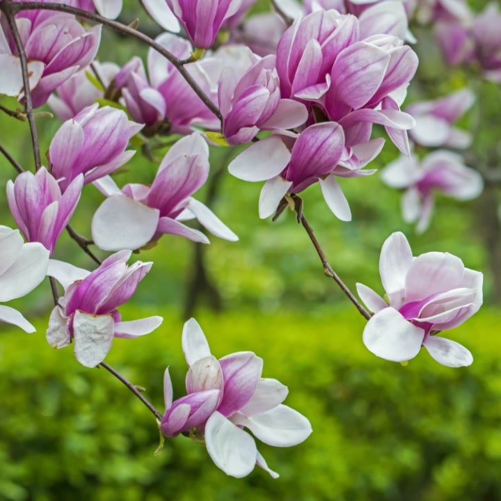 Saucer Magnolia | Flowering Tree by Growing Home Farms