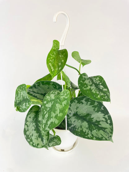 Scindapsus Pictus 'Exotica' Pothos by Bumble Plants