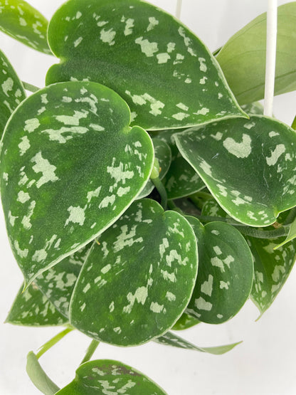 Scindapsus Pictus 'Argyraeus' Satin Pothos by Bumble Plants