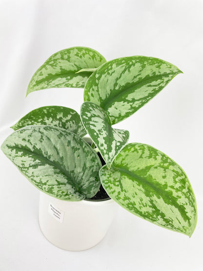 Scindapsus Pictus 'Exotica' Pothos by Bumble Plants