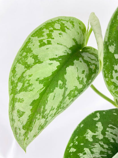 Scindapsus Pictus 'Exotica' Pothos by Bumble Plants