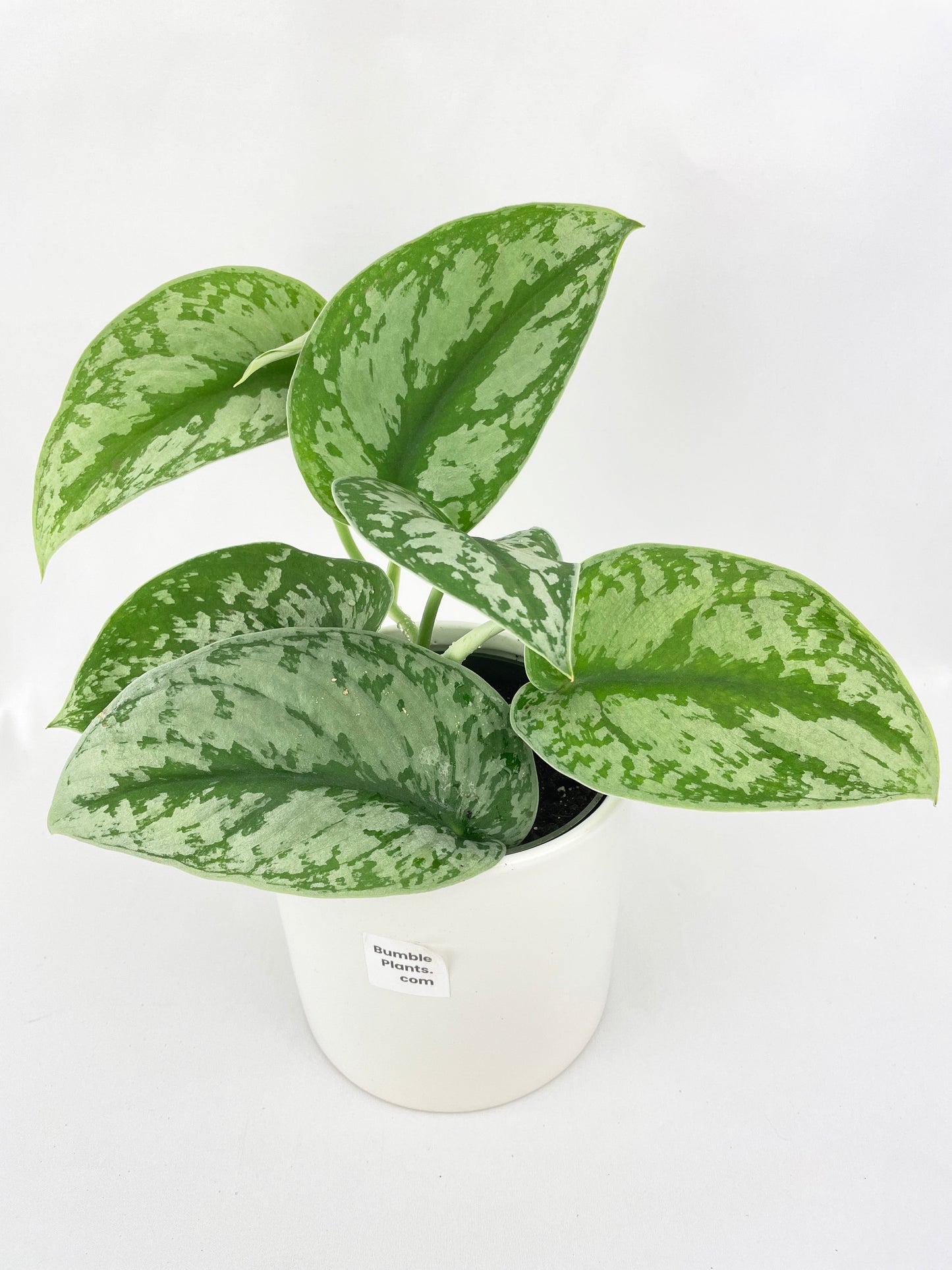 Scindapsus Pictus 'Exotica' Pothos by Bumble Plants