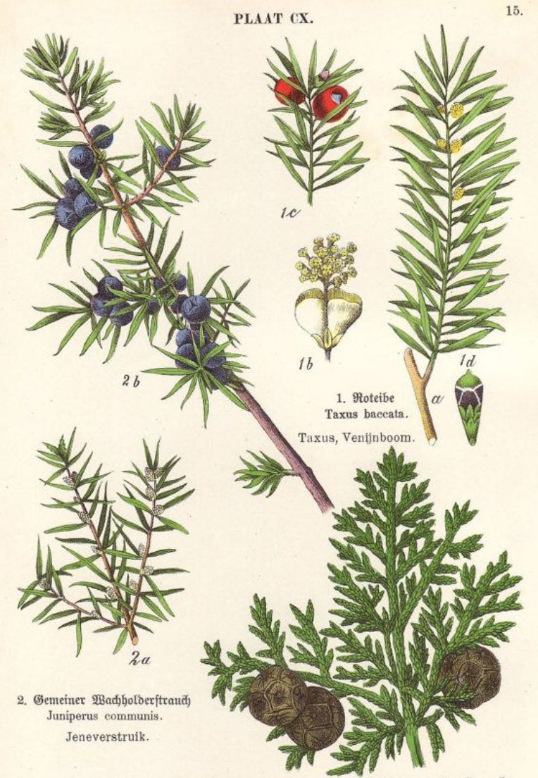 Essential Oil - Juniper (Organic) by Heliotrope San Francisco