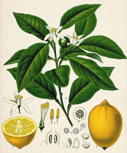 Essential Oil - Lemon (Organic) by Heliotrope San Francisco