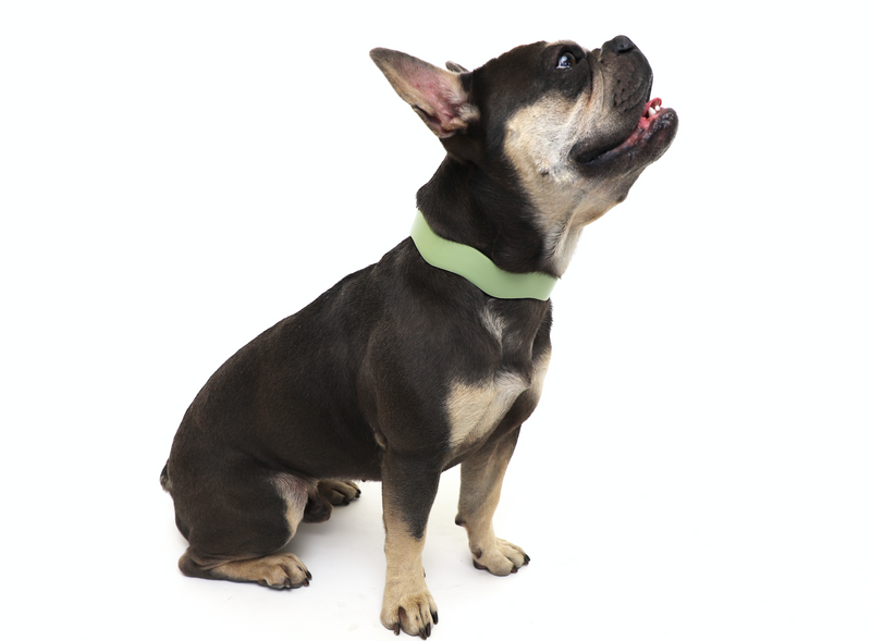 Dixie Vegan Leather Collar