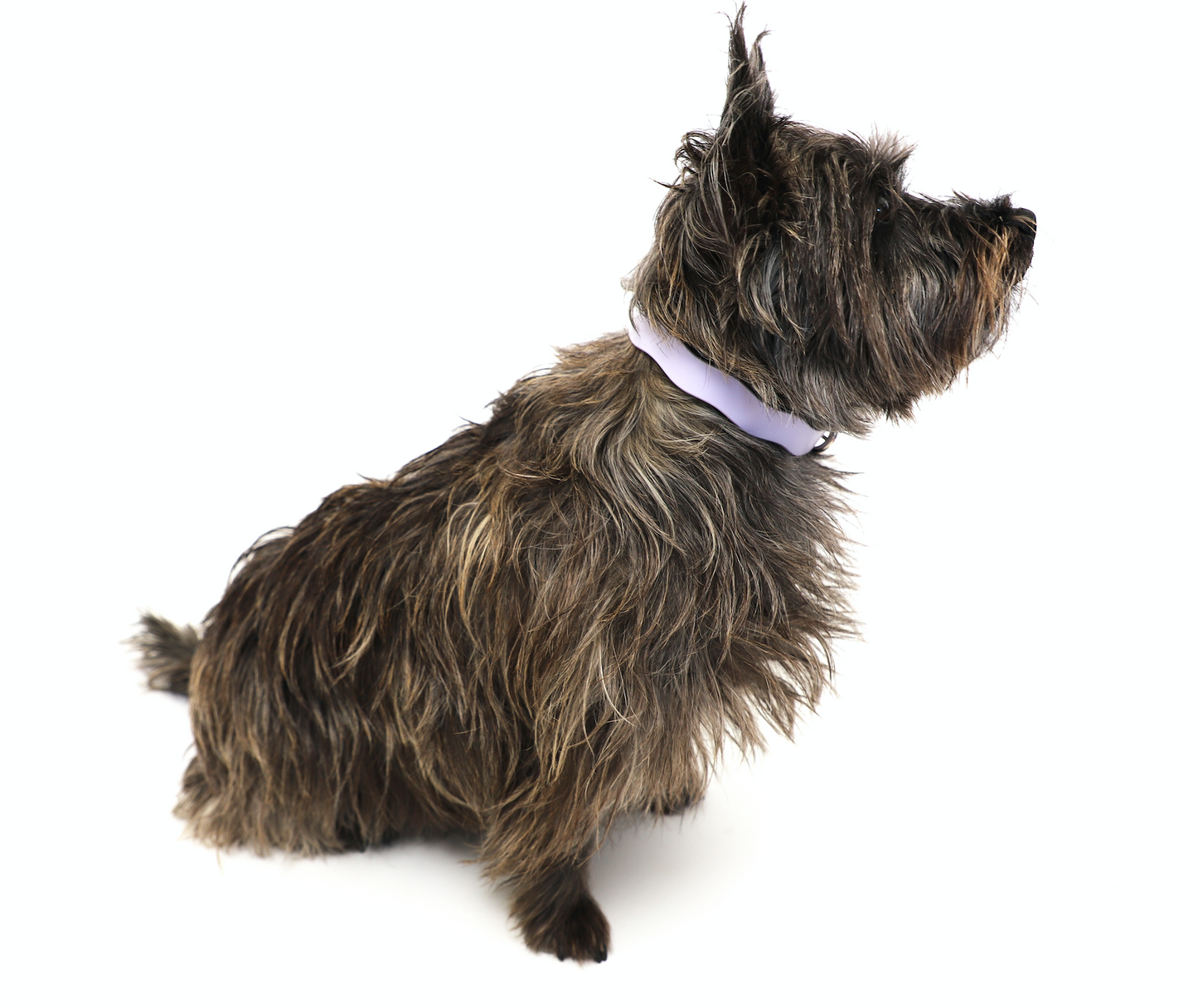 Dixie Vegan Leather Collar