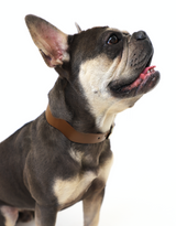 Dixie Vegan Leather Collar