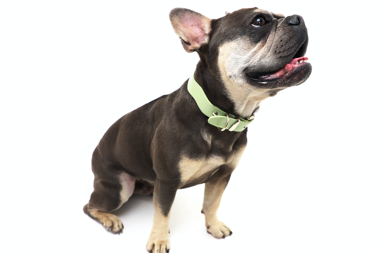 Dixie Vegan Leather Collar