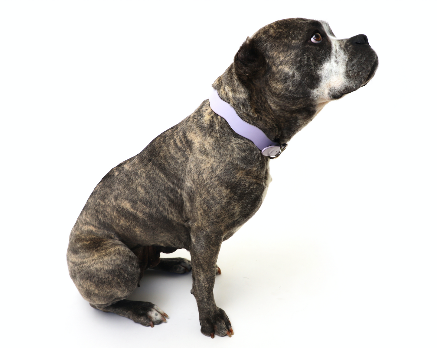 Dixie Vegan Leather Collar